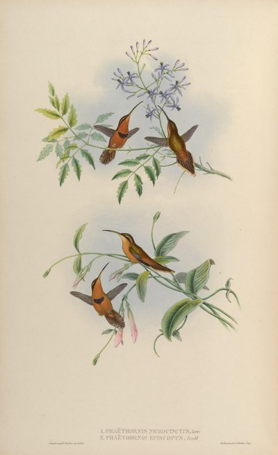 Phaethornis ruber nigricinctus by John Gould